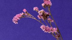 Flowers Simple Background