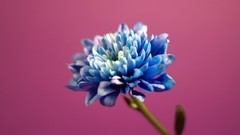 Flowers Simple Background