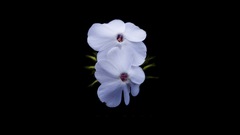 Flowers Simple Background black