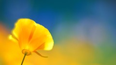 Flowers simplistic yellow flowers