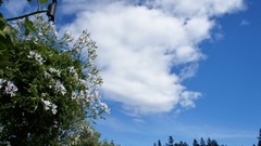 Flowers skies Victoria BC