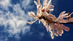 Flowers sky clouds flower