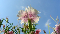 Flowers skyscapes flower