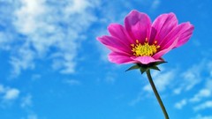 Flowers skyscapes pink flowers