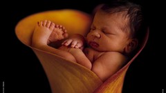 Flowers sleeping babies Anne Geddes