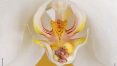 Flowers sleeping white flowers Orchids babies Anne Geddes