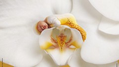 Flowers sleeping white flowers Orchids babies Anne Geddes