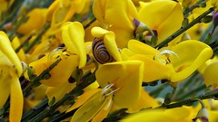 Flowers snails yellow flowers molluscs