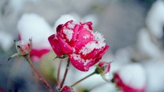 Flowers snow