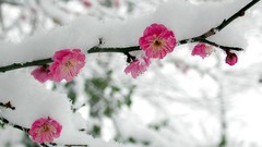 Flowers snow Japan pink flowers cherry blossoms