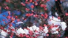 Flowers snow Japan spring pink flowers cherry blossoms