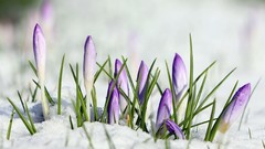 Flowers snow purple flowers crocus