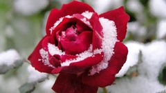 Flowers snow red rose