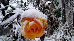 Flowers snow roses