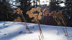 Flowers snow winter Alps Italy Kronplatz