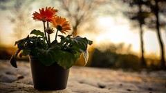 Flowers snow yellow flowers depth of field flowerpot potted 