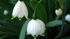 Flowers snowdrops white flowers