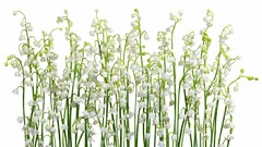 Flowers snowdrops white flowers