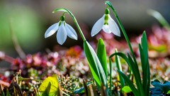 Flowers snowdrops white flowers