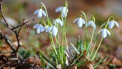 Flowers snowdrops white flowers