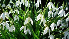Flowers snowdrops white flowers
