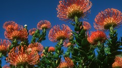 Flowers South Africa