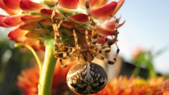 Flowers spiders