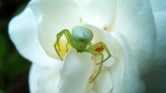Flowers spiders insects white flowers