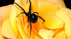 Flowers spiders insects Yellow Rose Black Widow BlackWidow