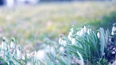 Flowers spring air vintage