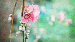 Flowers spring artistic