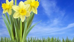 Flowers spring backgrounds