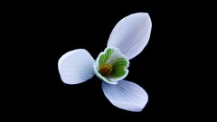 Flowers spring black background white flowers