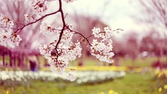 Flowers spring bloom