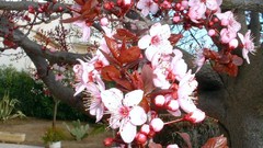 Flowers spring blossoms