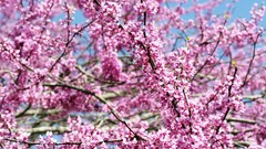 Flowers spring blossoms