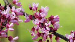 Flowers spring blossoms