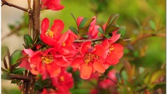 Flowers spring blossoms red flowers
