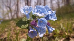 Flowers spring blue flowers