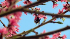 Flowers spring bumblebee