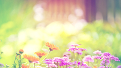 Flowers spring bumblebee bright