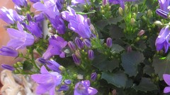 Flowers spring cities