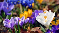 Flowers spring crocus