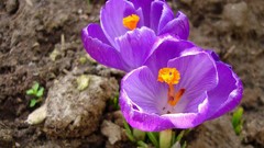 Flowers spring crocus
