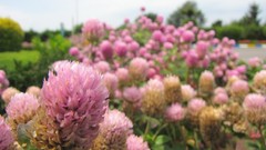 Flowers spring iran Amin Peyrovi