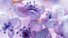 Flowers spring purple flowers blossoms