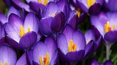 Flowers spring purple flowers crocus