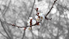 Flowers spring season