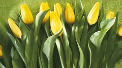 Flowers spring tulips