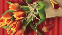 Flowers spring tulips